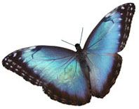 butterfly